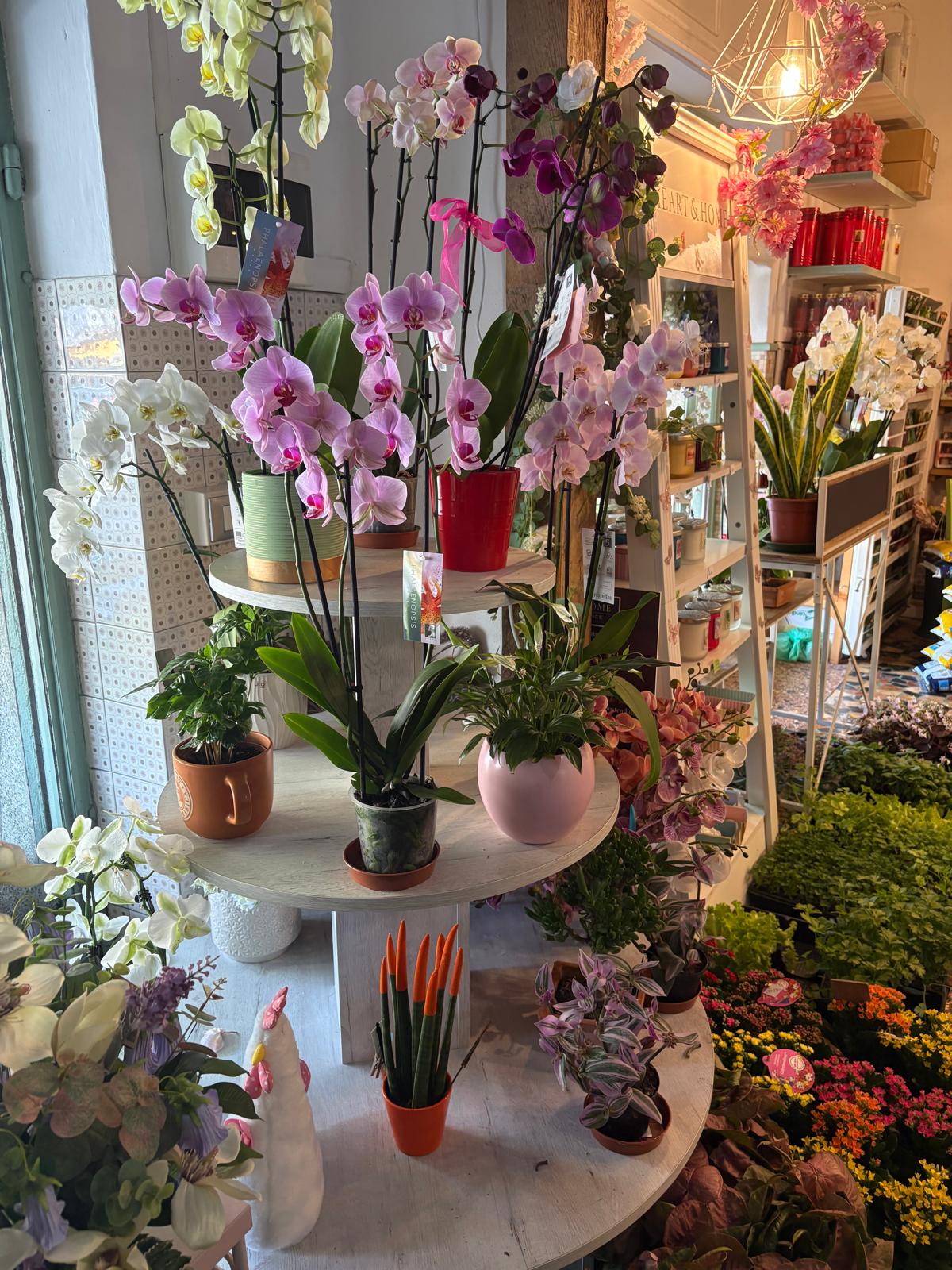 Orchidee e piante in negozio — I Fiori di Sara, Farini